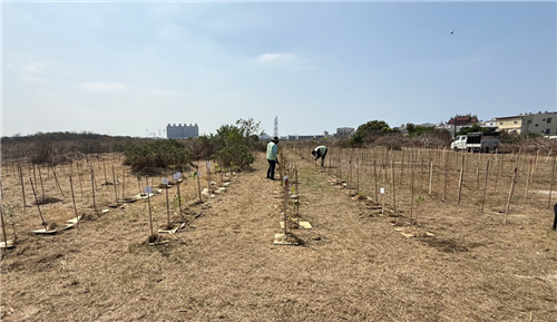 從荒地到綠意——友信「茄萣海角造林計畫」種下第100棵樹，逾七成樹苗撐過考驗