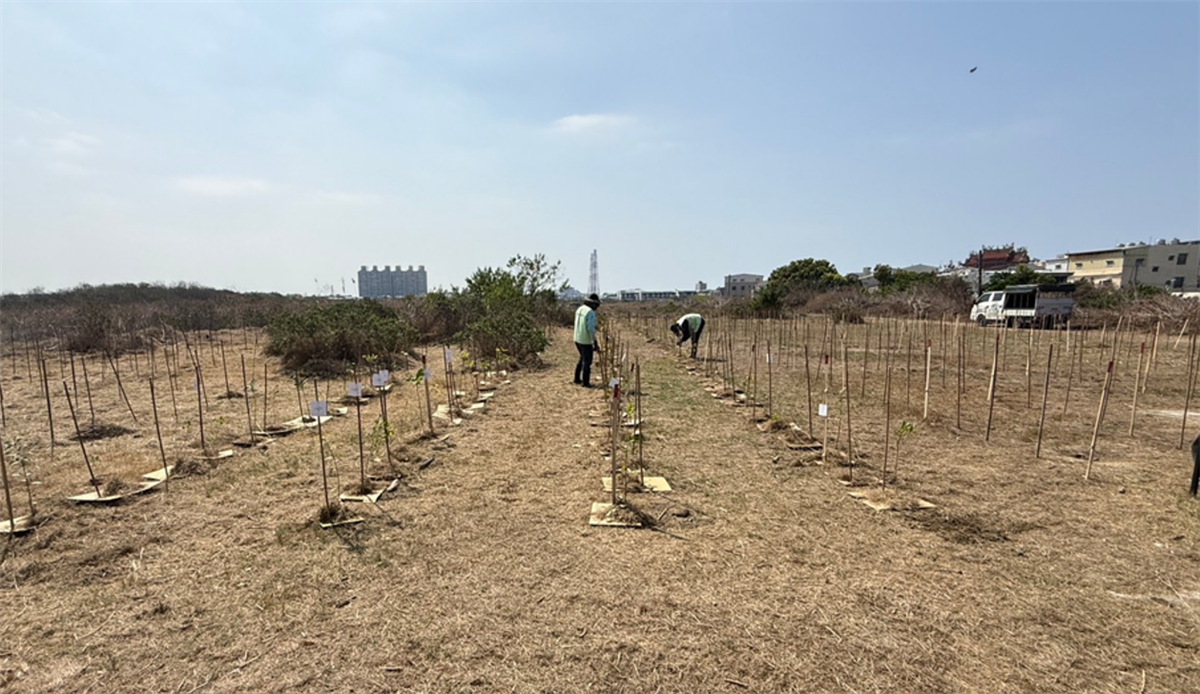 從荒地到綠意——友信「茄萣海角造林計畫」種下第100棵樹，逾七成樹苗撐過考驗