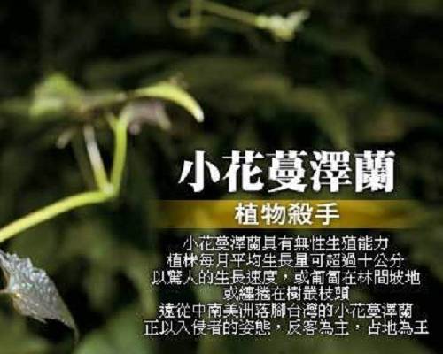 UHG 企業志工 - 說到做到護濕地‧移除外來種
